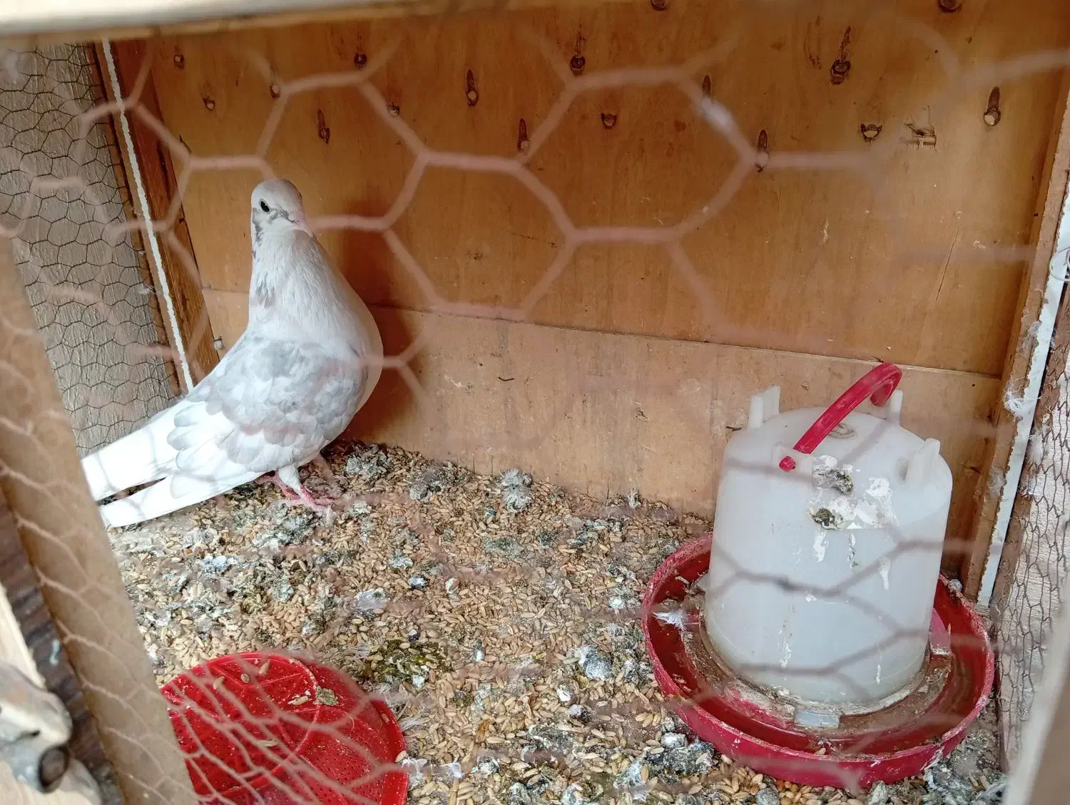 کفتر|پرنده|قیامدشت - خاورشهر, |دیوار