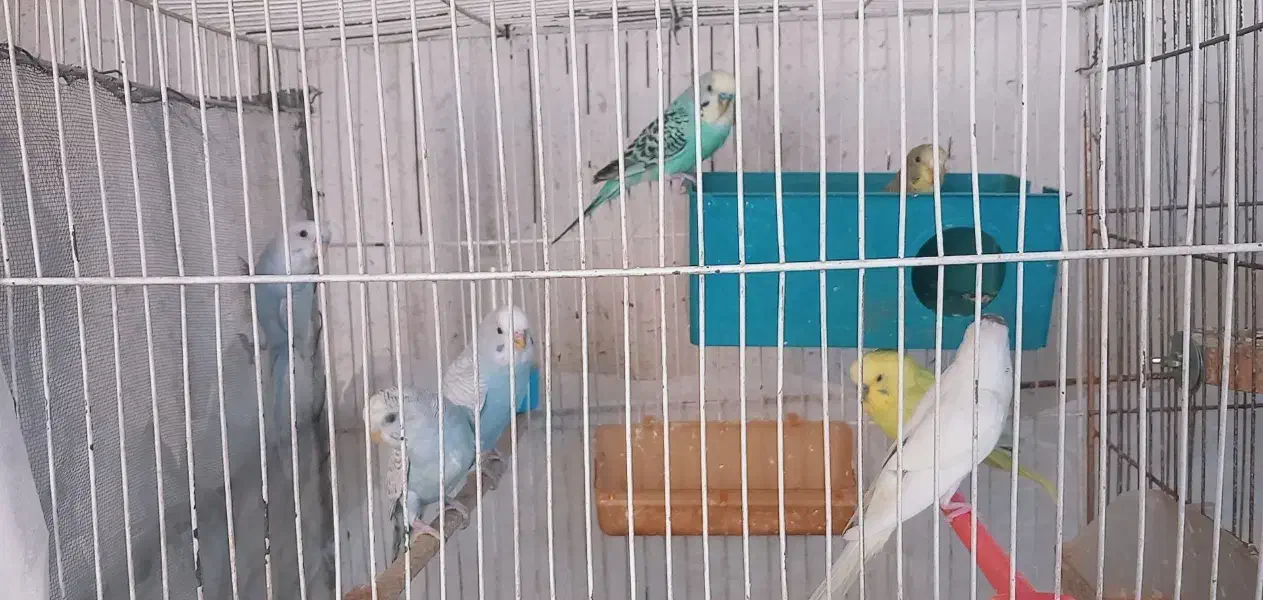 مرغ عشق خوش رنگ|پرنده|مشهد, هفده شهریور|دیوار