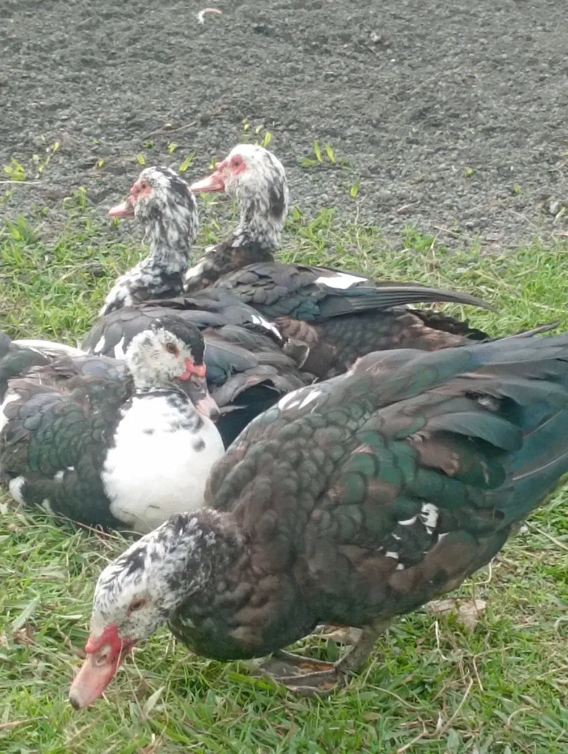 اردک اسراییلی و خروس|حیوانات مزرعه|رضوانشهر, |دیوار