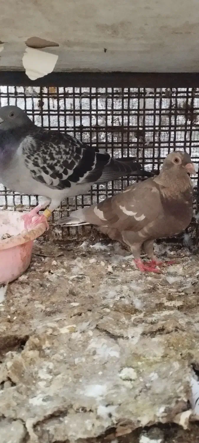 پلاکی|پرنده|بندرعباس, |دیوار