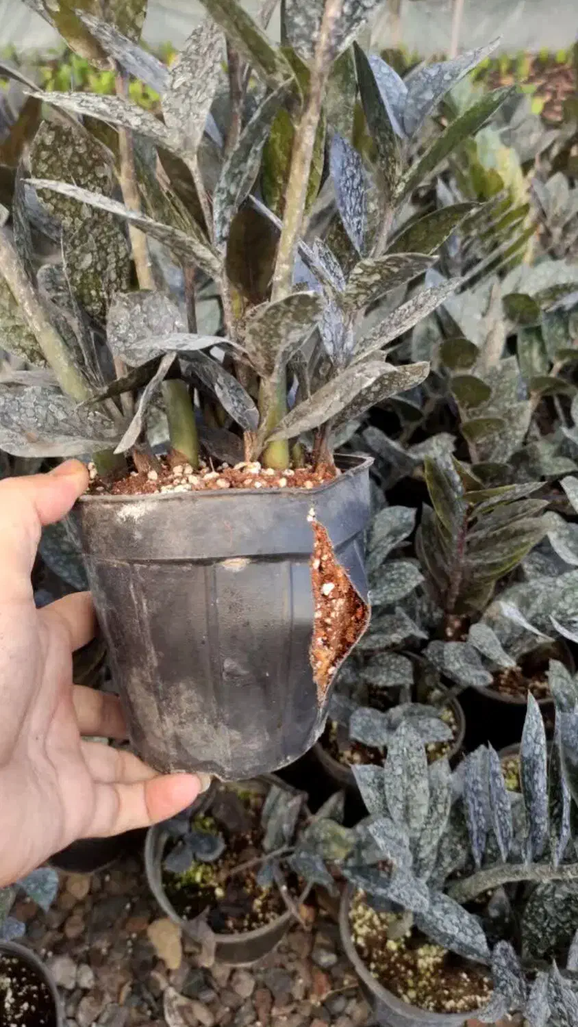 گل زیر قیمت|گل و گیاه طبیعی|بابل, |دیوار