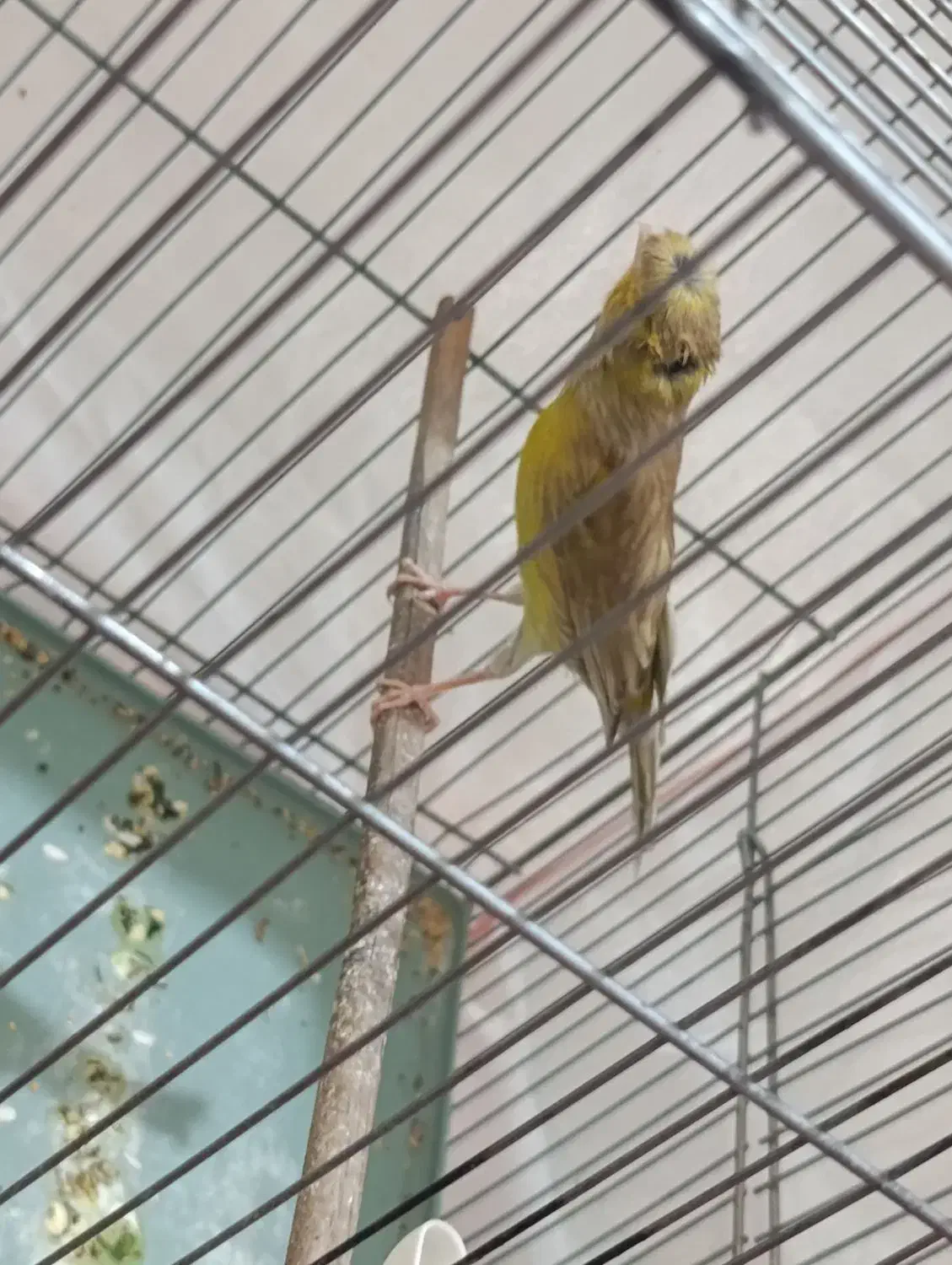 ماده قناری|پرنده|کرمان, |دیوار