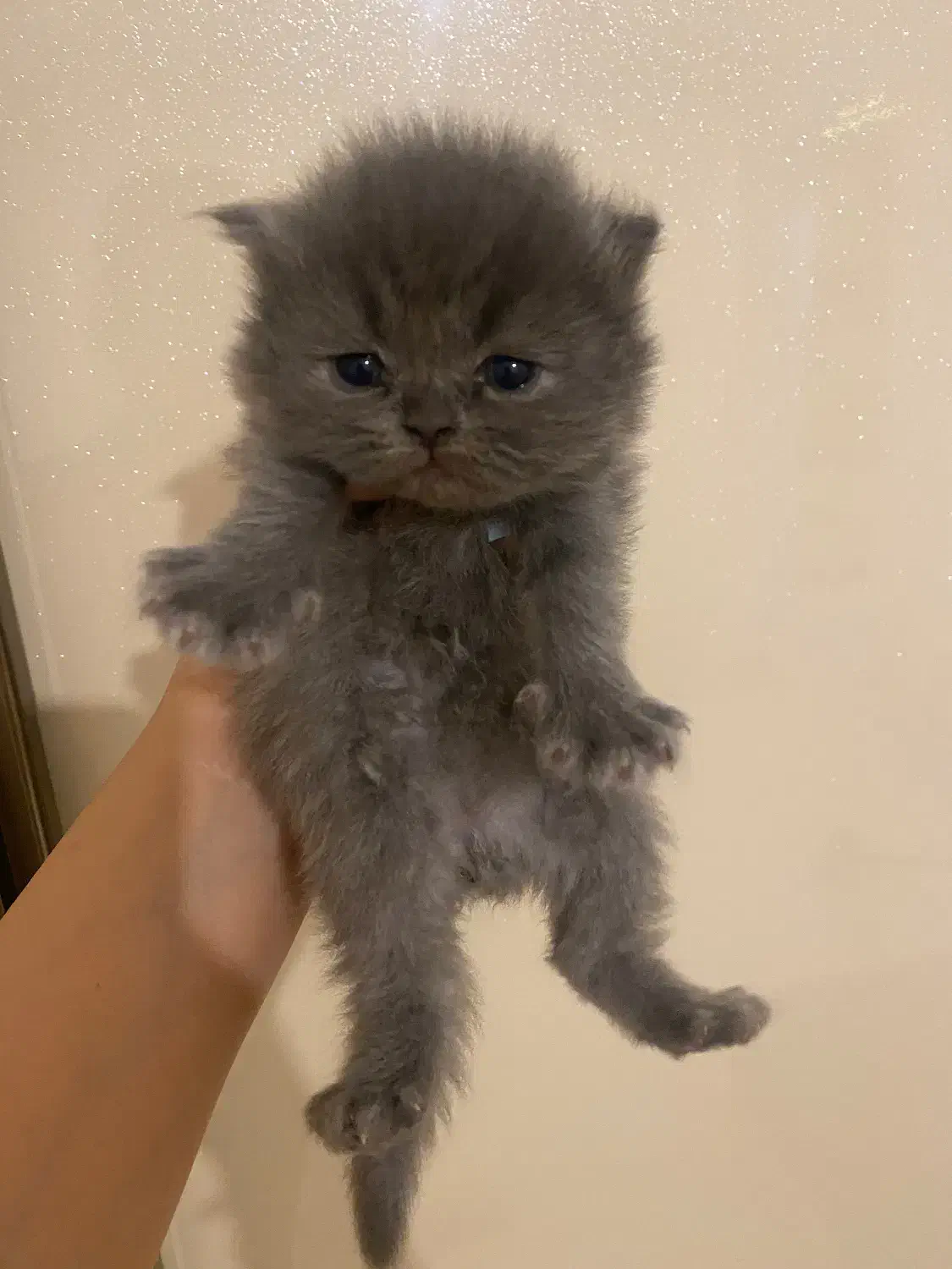 بچه گربه های زیبا|گربه|بوشهر, |دیوار