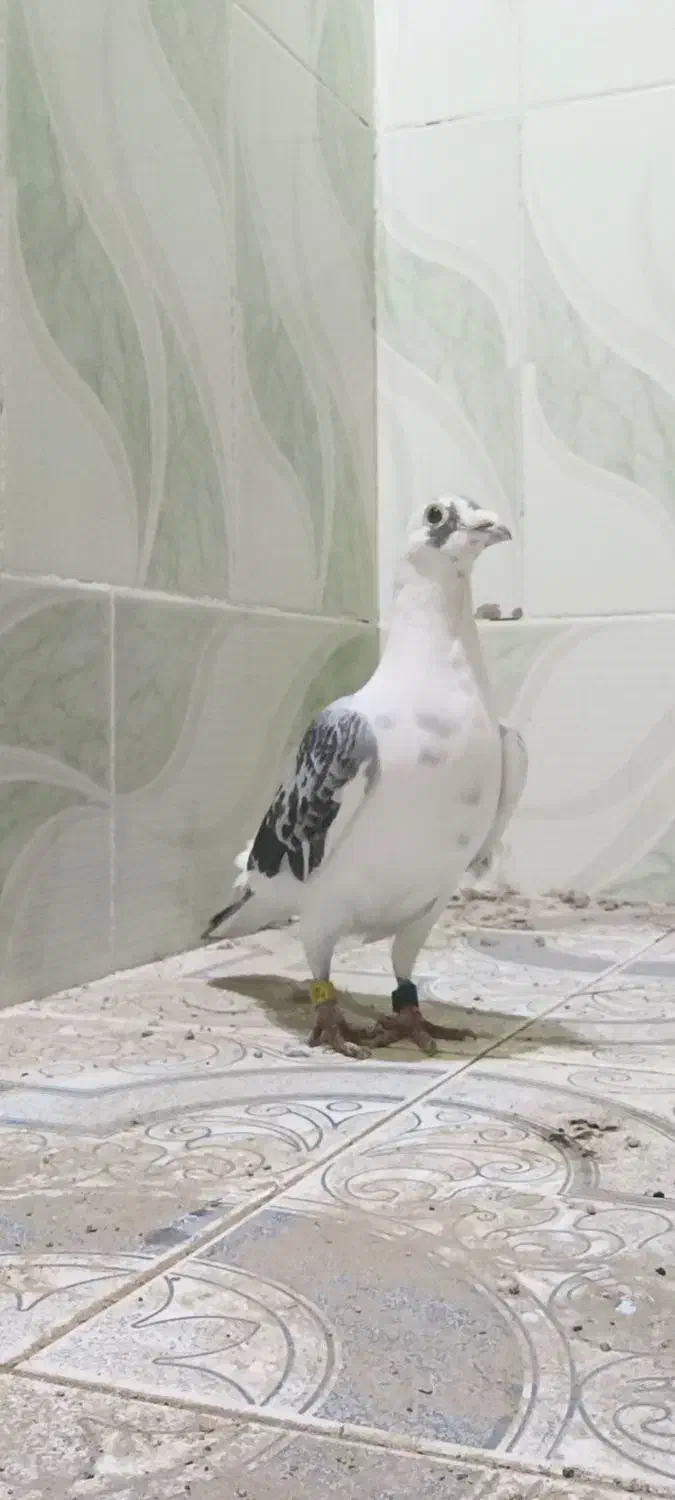 مسافتی|پرنده|حمیدیه, |دیوار