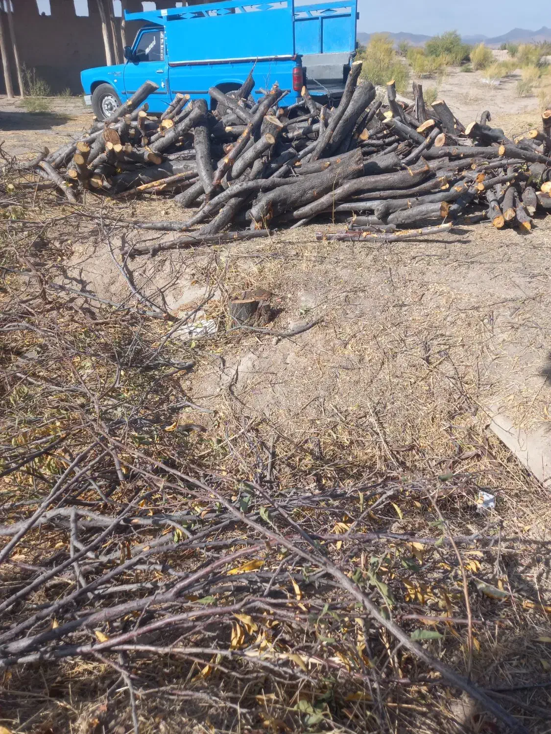 خرید نقدی چوب|خدمات باغبانی و درختکاری|مراغه, |دیوار