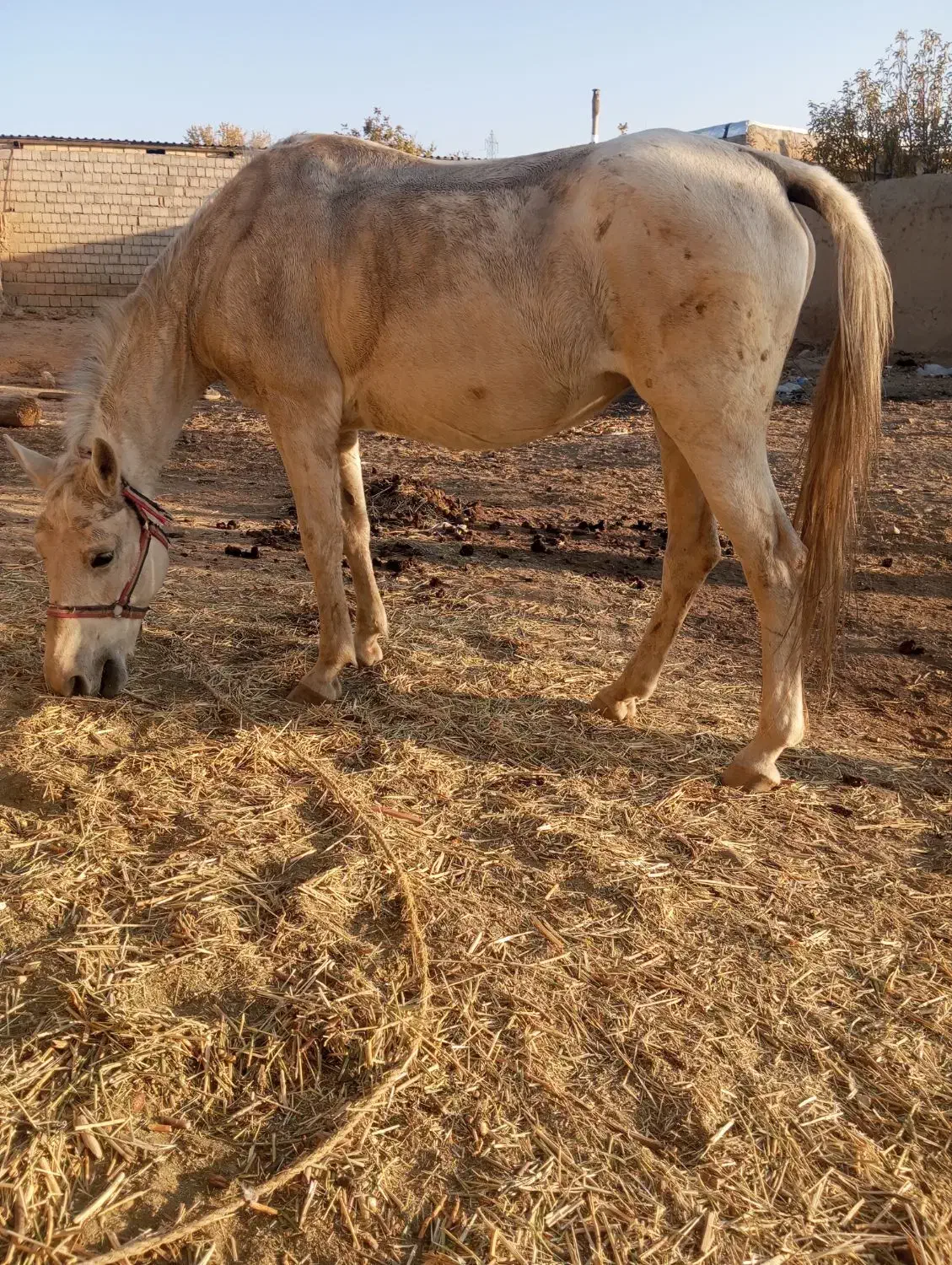 مادیان|حیوانات مزرعه|سارال, |دیوار