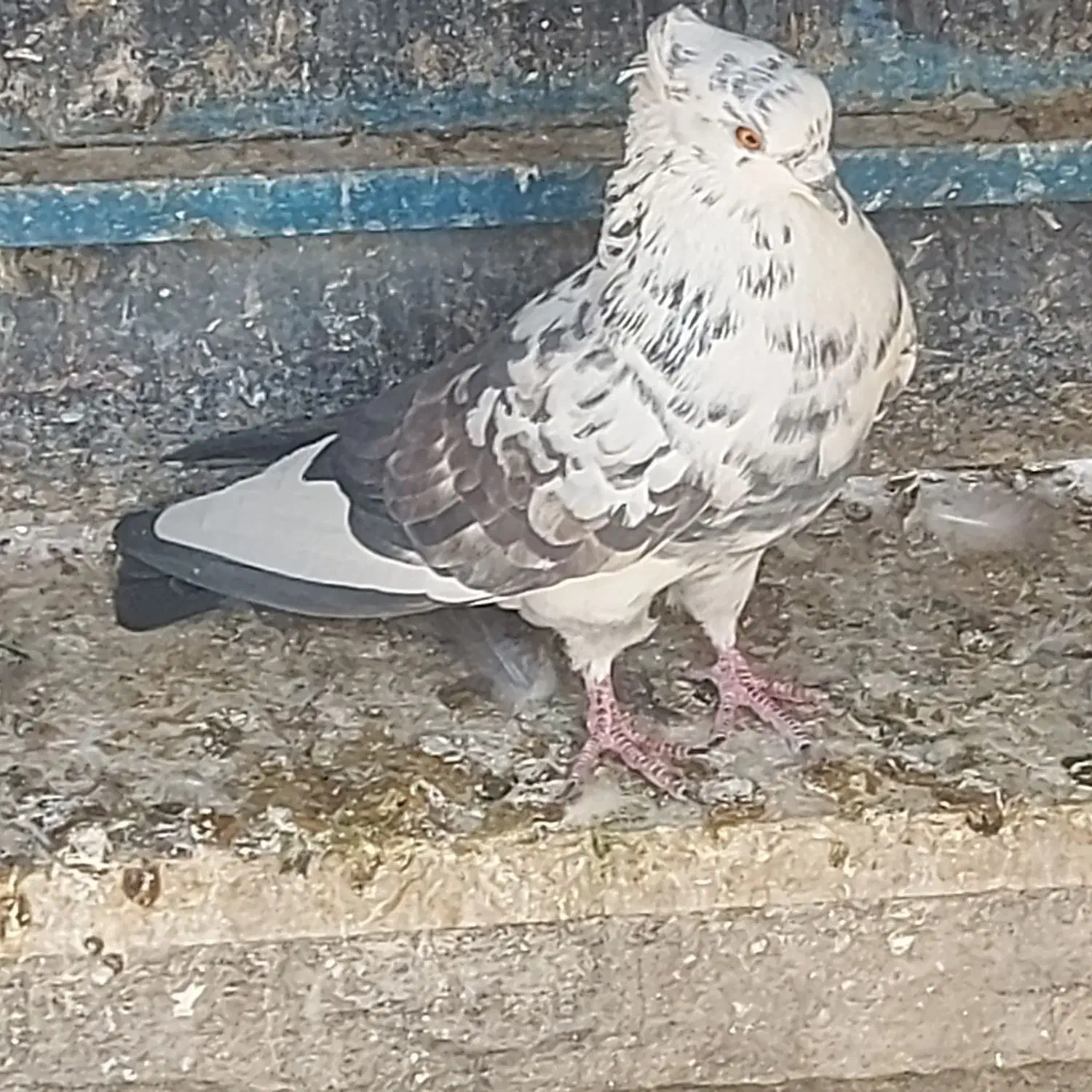 کفتر فروشی|پرنده|تهران, گرگان|دیوار