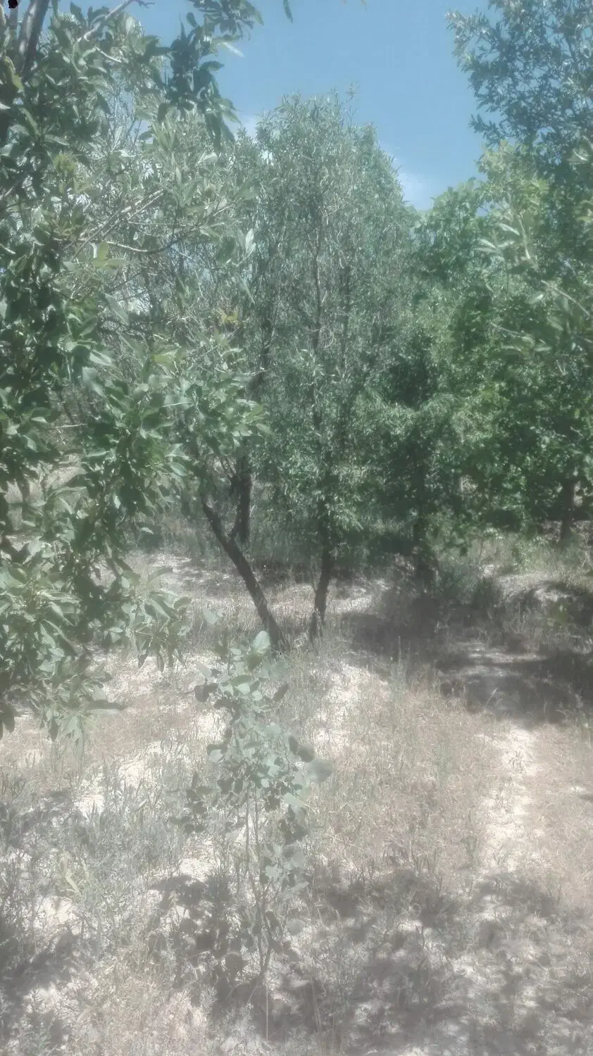 فروش باغ گردوو بادام حوالی غرق آباد|فروش دفتر صنعتی، کشاورزی، تجاری|نوبران, |دیوار