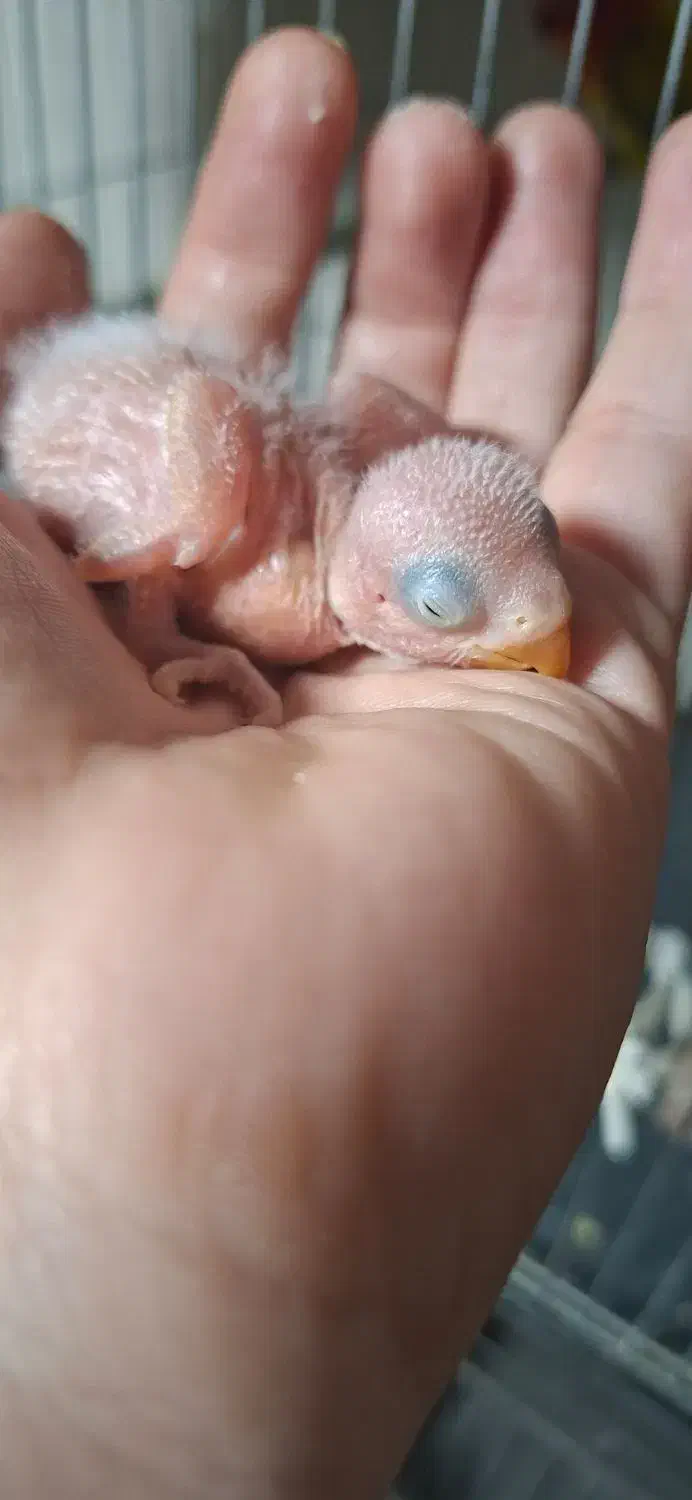 جوجه کوتوله برزیلی سرلاکی|پرنده|قم, مسجد امام حسن|دیوار