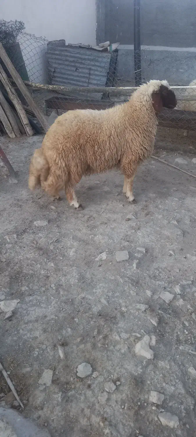 قوچ سنجابی|حیوانات مزرعه|کرمانشاه, |دیوار