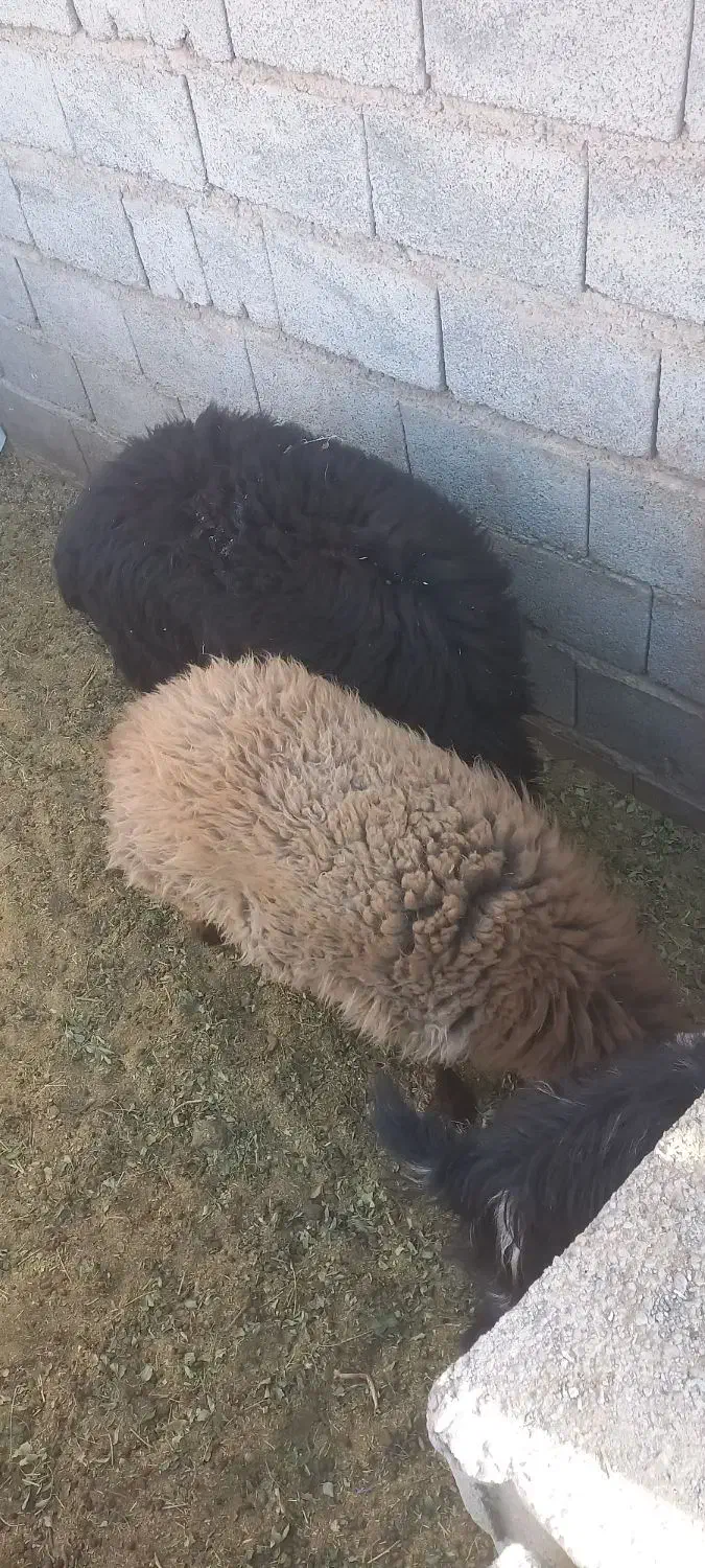 گوسفندفروشی|حیوانات مزرعه|کرمان, |دیوار