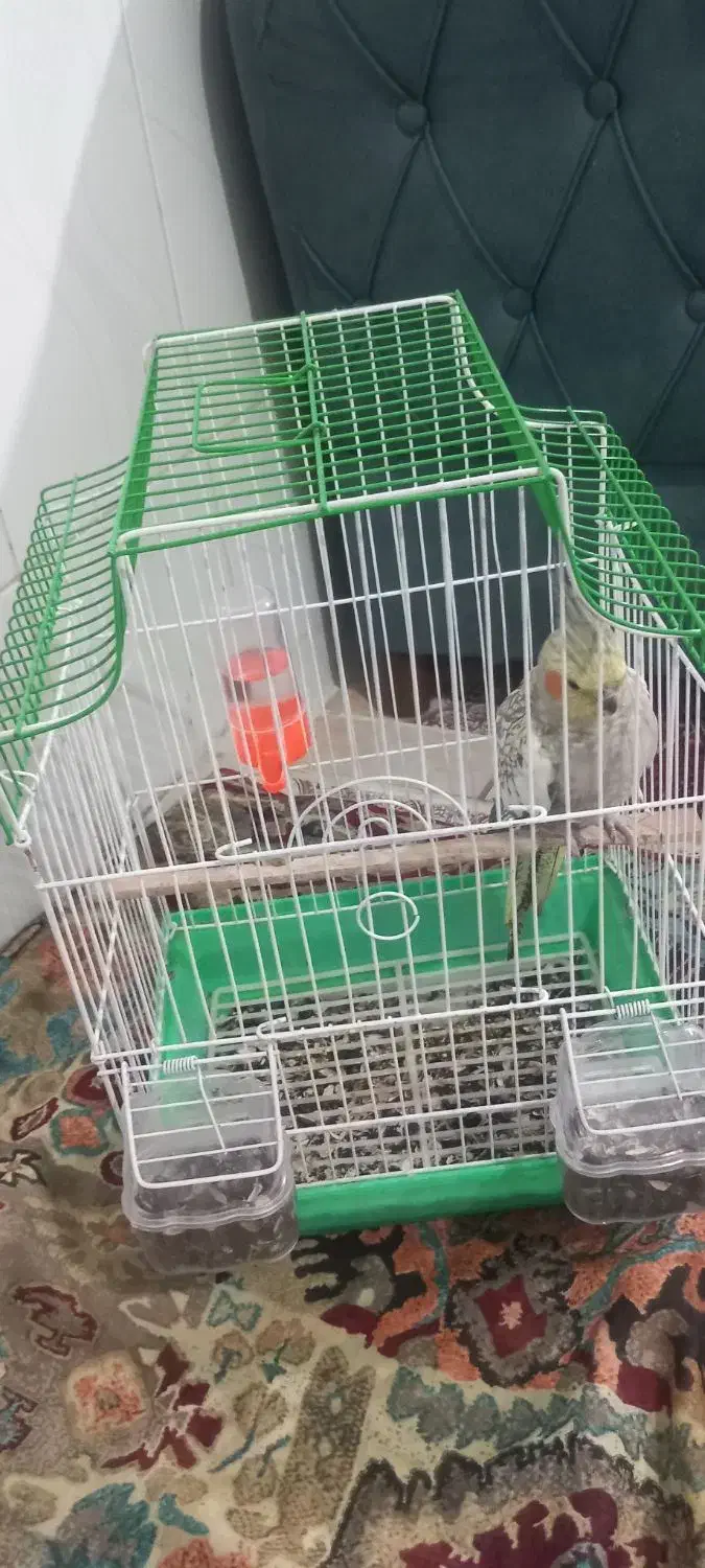 عروس هلندی|پرنده|گالیکش, |دیوار