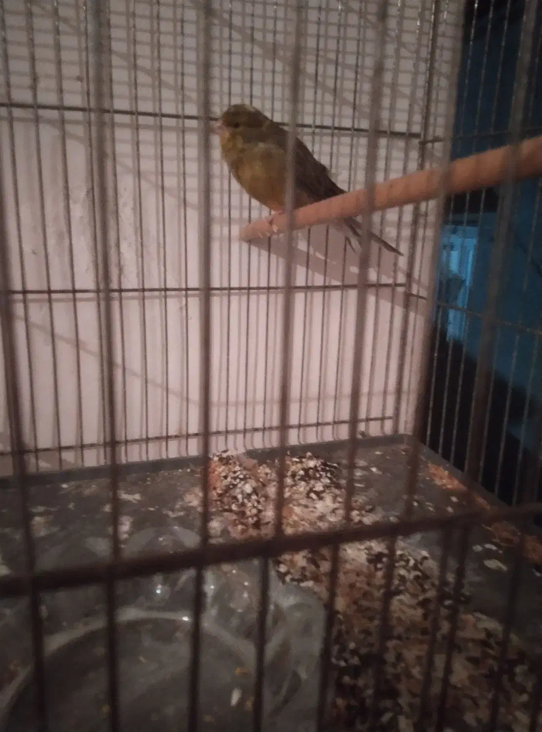 قناری نر .معاوضه با کفتر وفروش|پرنده|مسجد سلیمان, |دیوار