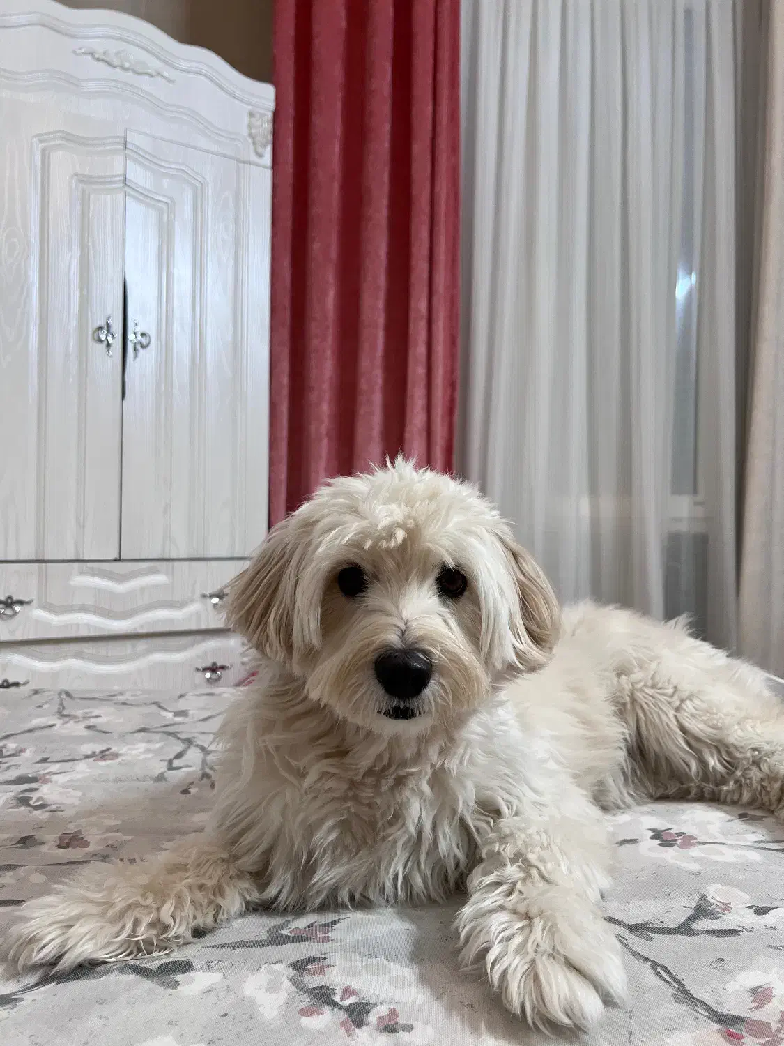 سگم گمشده|حیوانات|قزوین, |دیوار