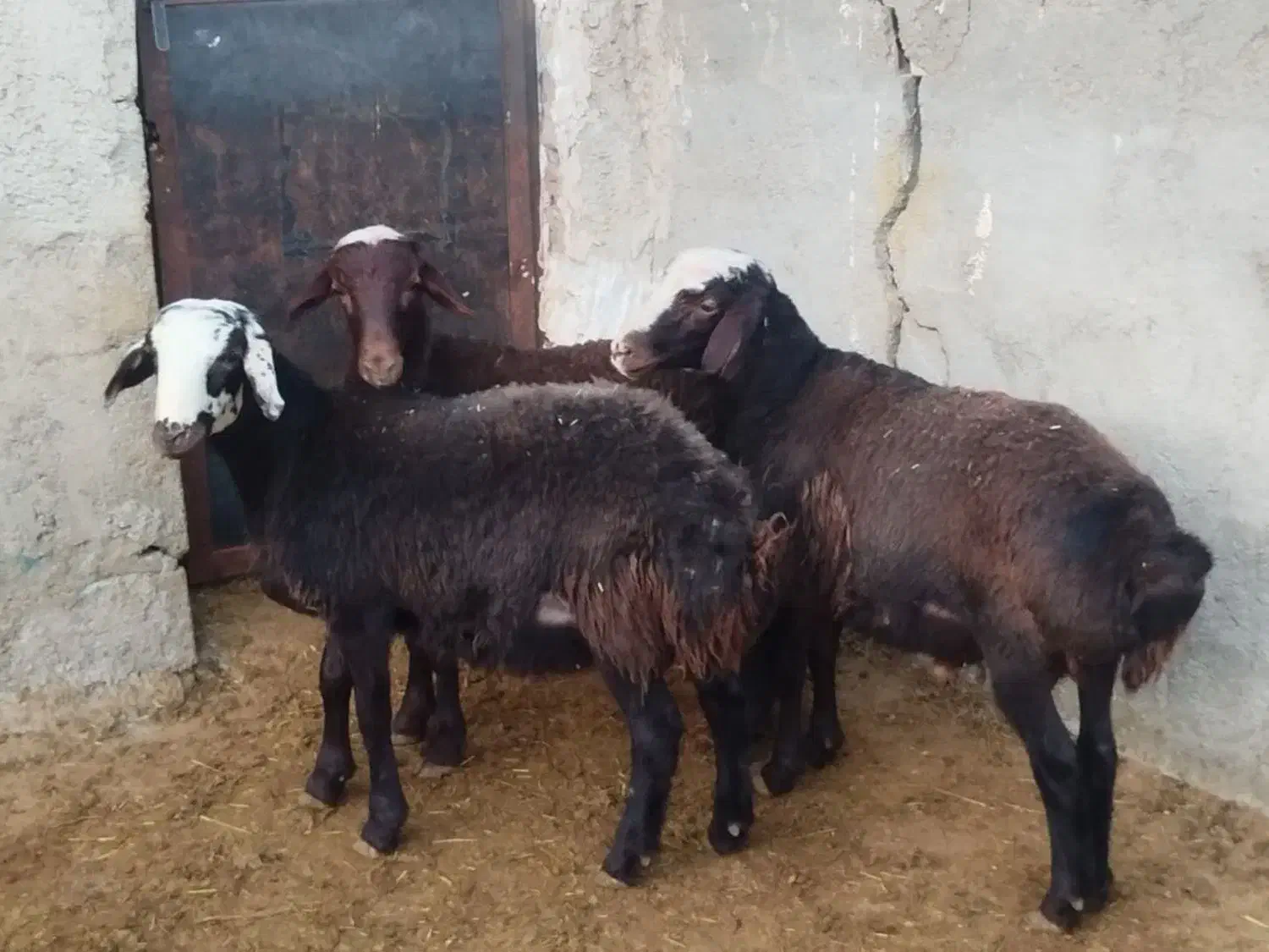 گوسفند زنده بره نر بزغاله سرک دار چاق|حیوانات مزرعه|کرج, کیانمهر|دیوار