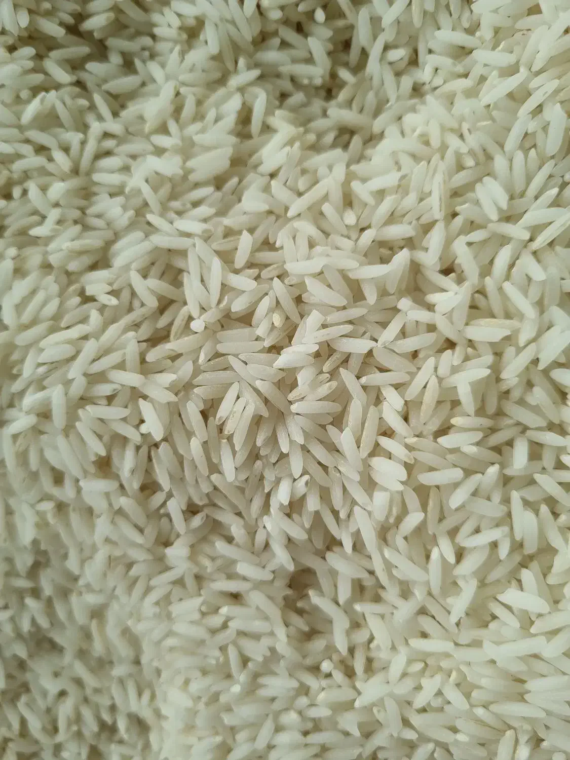 برنج هاشمی درجه۱ امساله تضمینی|خوردنی و آشامیدنی|رشت, حومه رشت|دیوار