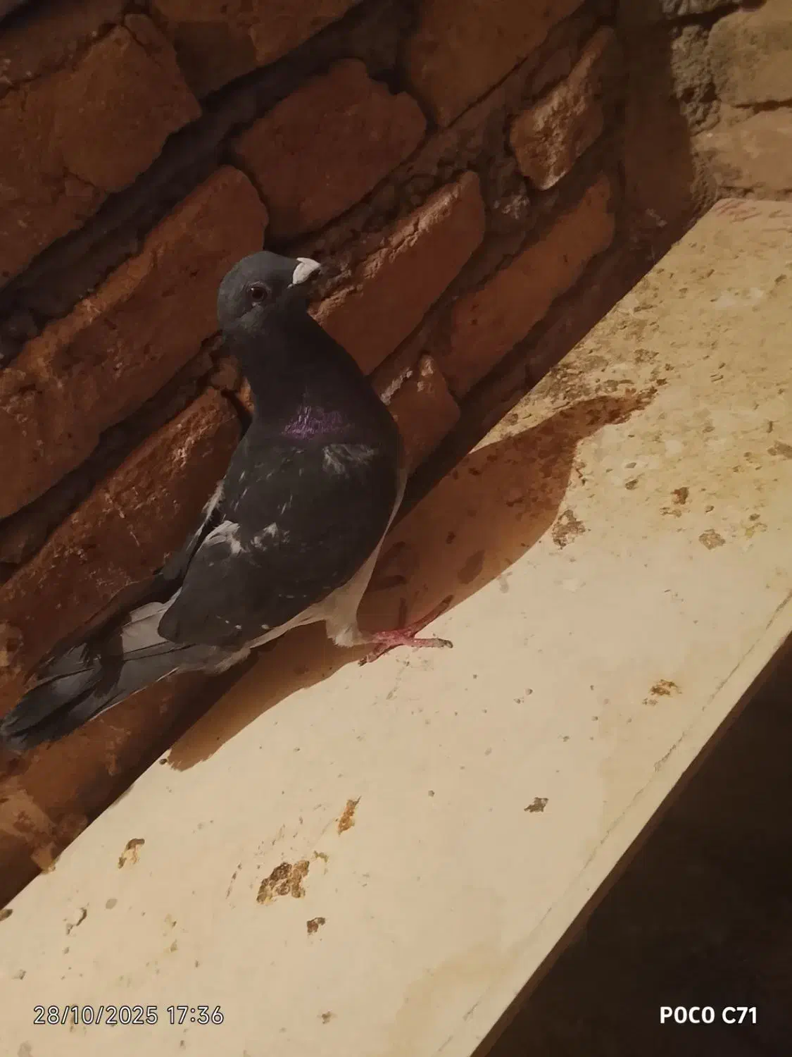 کبوتر پولکی|پرنده|زاوه, |دیوار