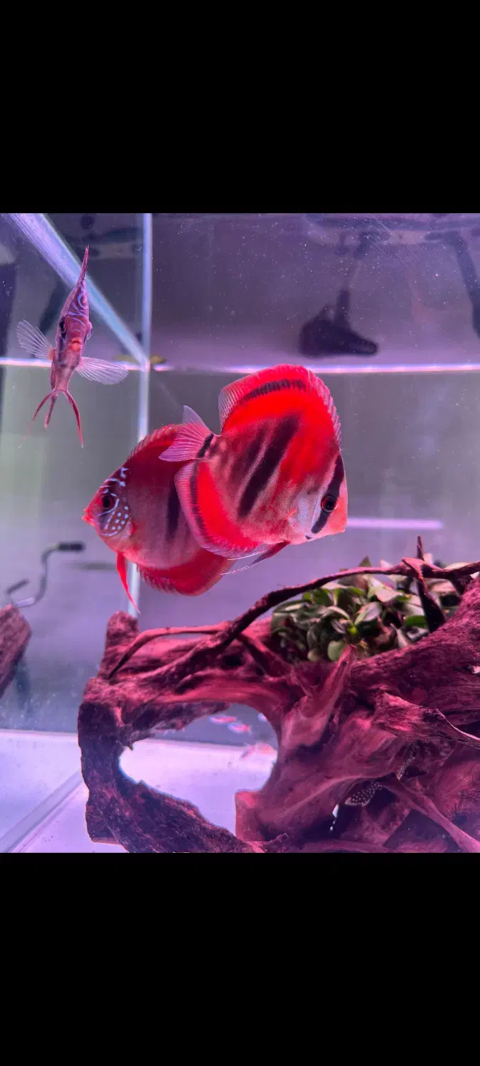 فروش پنج عدد دیسکس چهار و نیم پنج اینچ|ماهی|چالوس, |دیوار