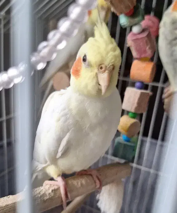 جوجه عروس هلندی لوتینو|پرنده|صومعه‌سرا, |دیوار