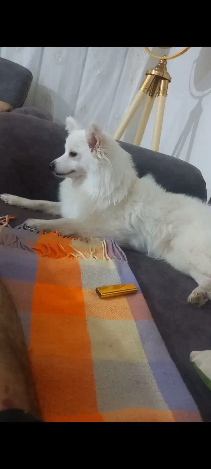 واگذاری اشپیتز|سگ|گلبهار, شهر جدید گلبهار|دیوار