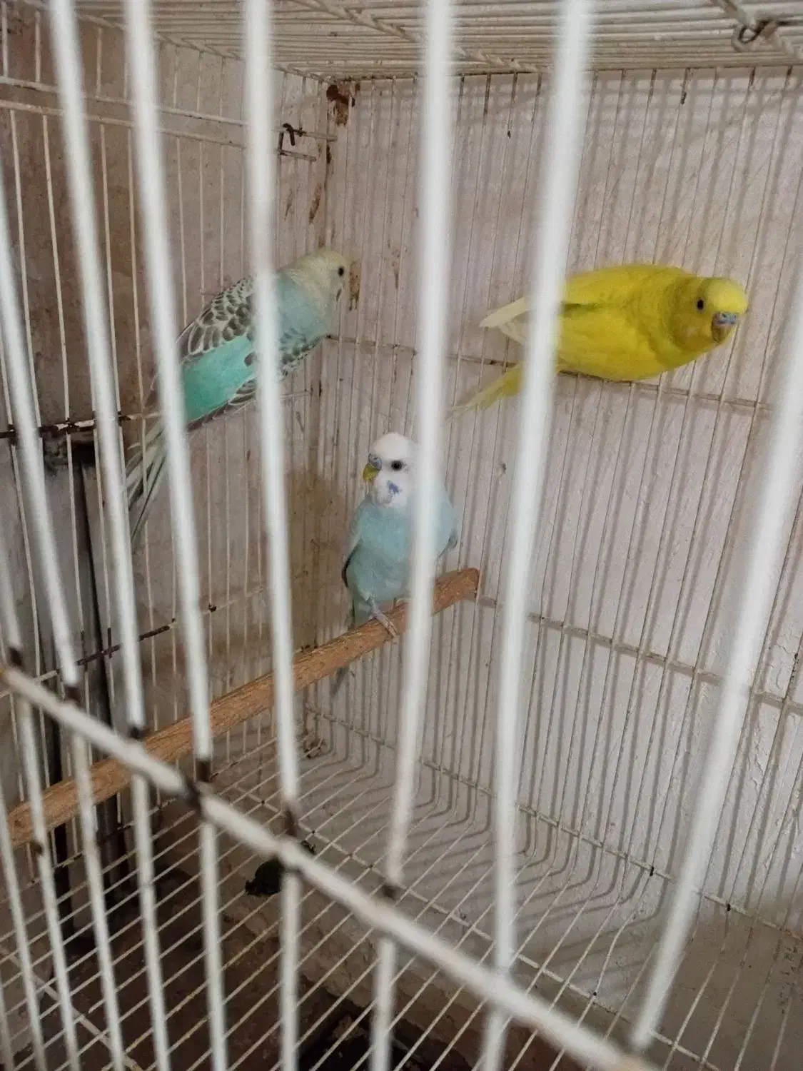 مرغ عشق|پرنده|تربت‌حیدریه, دیزقند|دیوار