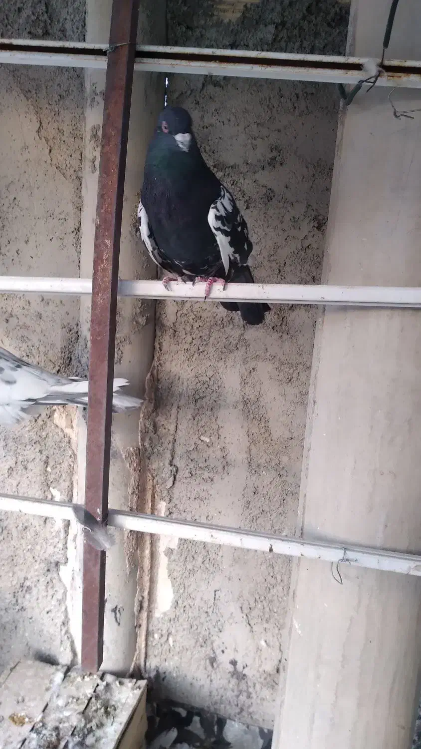 سینه مشگی|پرنده|زیباشهر, |دیوار