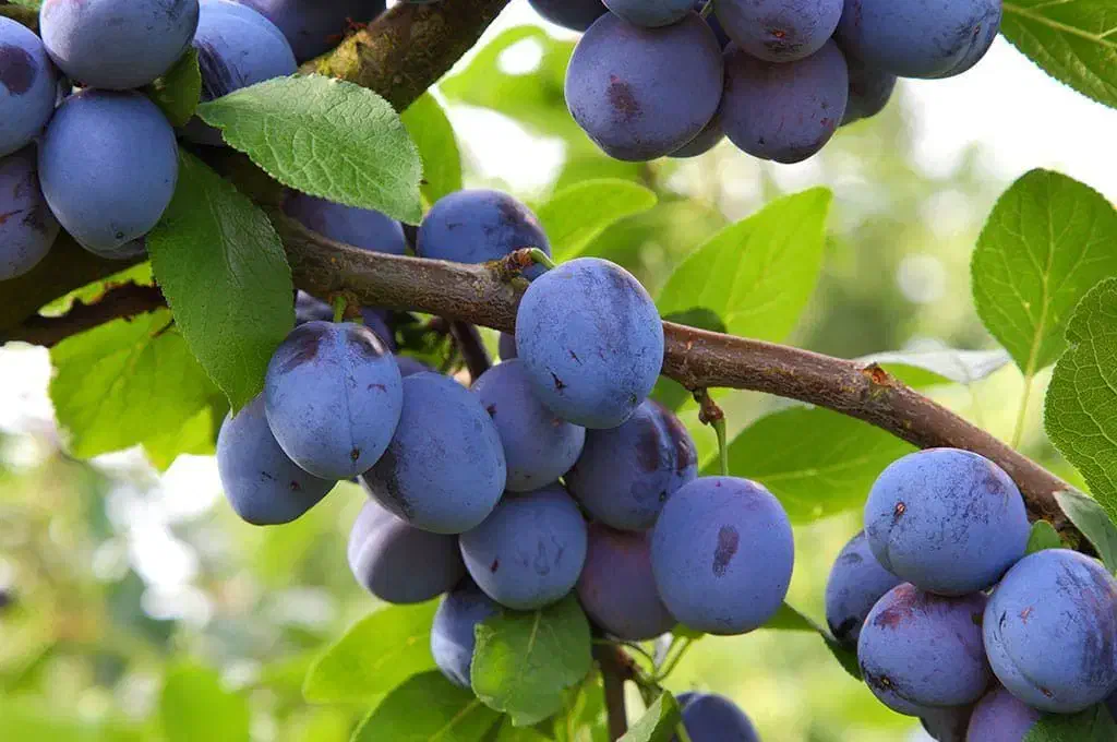 مرکز تخصصی نهال فروشی|خدمات باغبانی و درختکاری|ارومیه, |دیوار