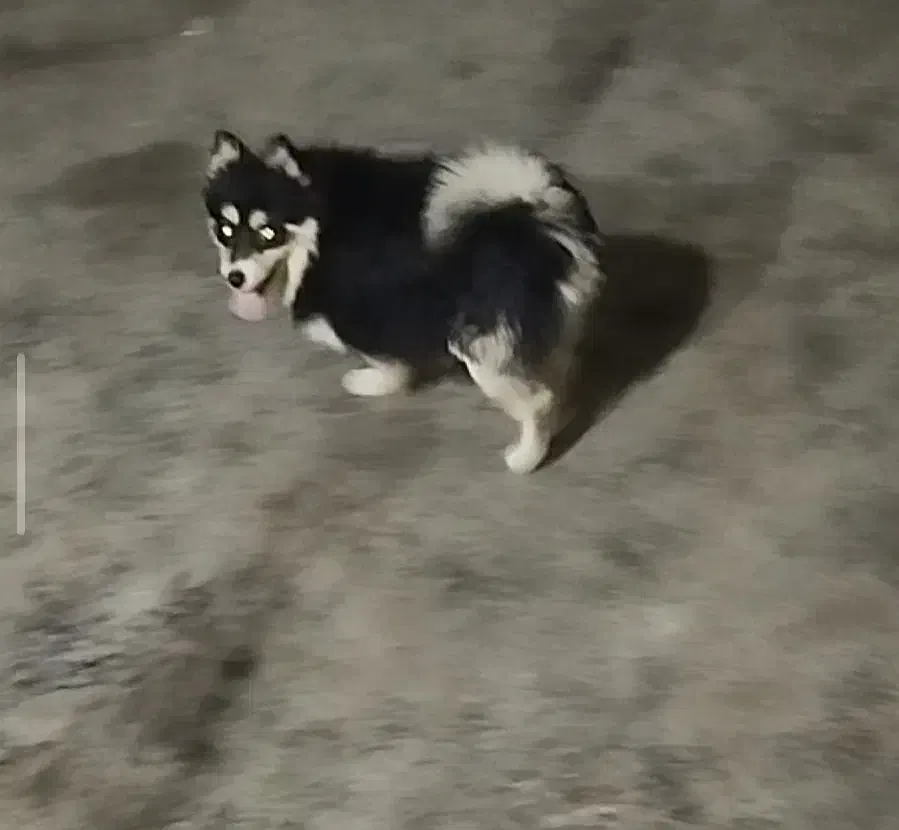 سگ پامرین گمشده|حیوانات|مشهد, پرکندآباد|دیوار