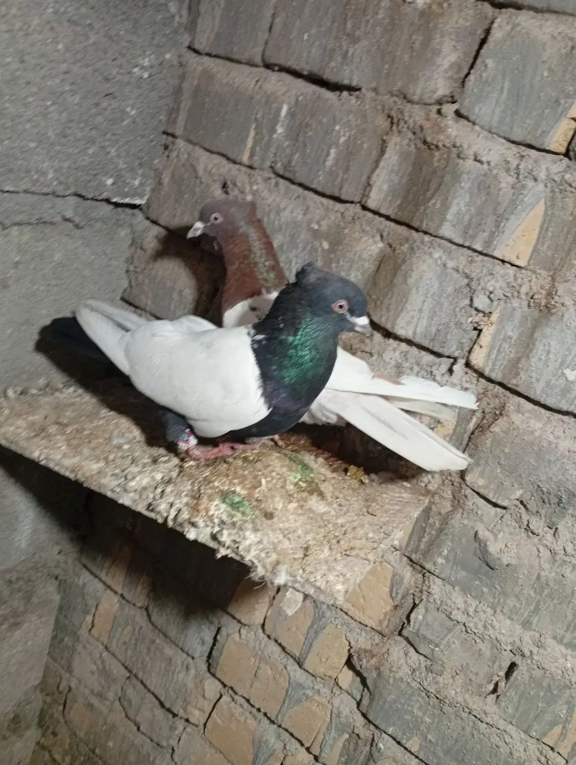 در کوشک بیدک|حیوانات|شیراز, کوشک بیدک|دیوار