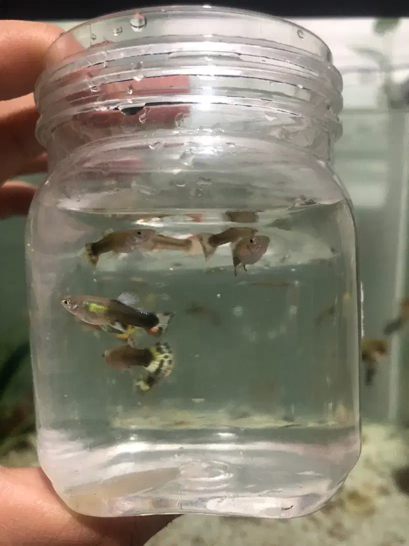 ماهی گوپی نر|ماهی|بجنورد, |دیوار