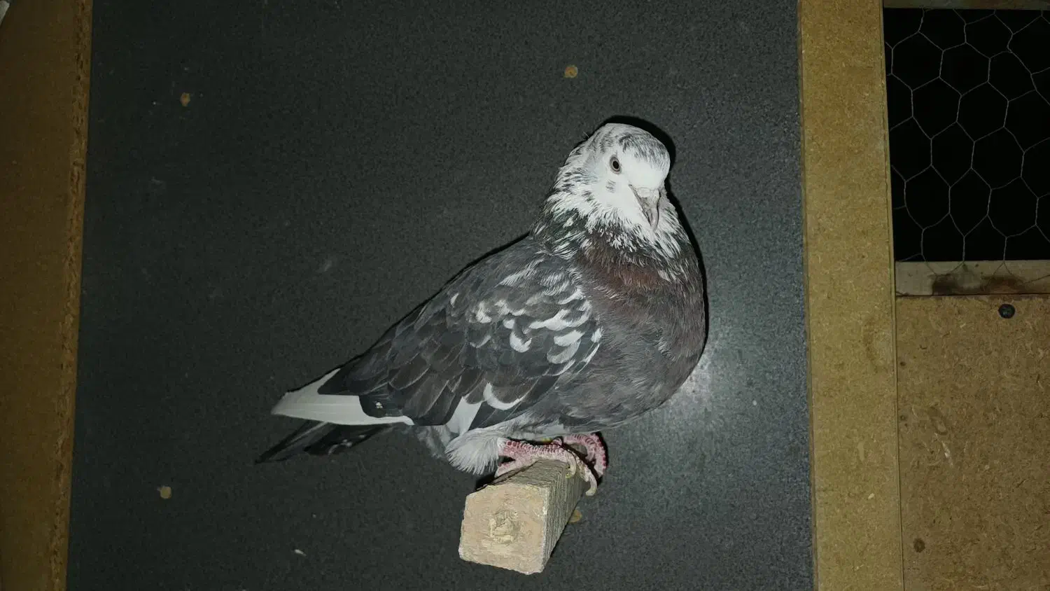 کفتر‌غریب|پرنده|مشکین‌دشت, |دیوار