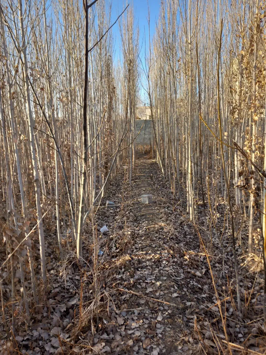 نهال|خدمات باغبانی و درختکاری|شهریار, شهریار|دیوار