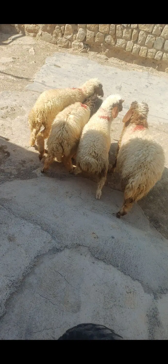 بره|حیوانات مزرعه|ایوان, |دیوار