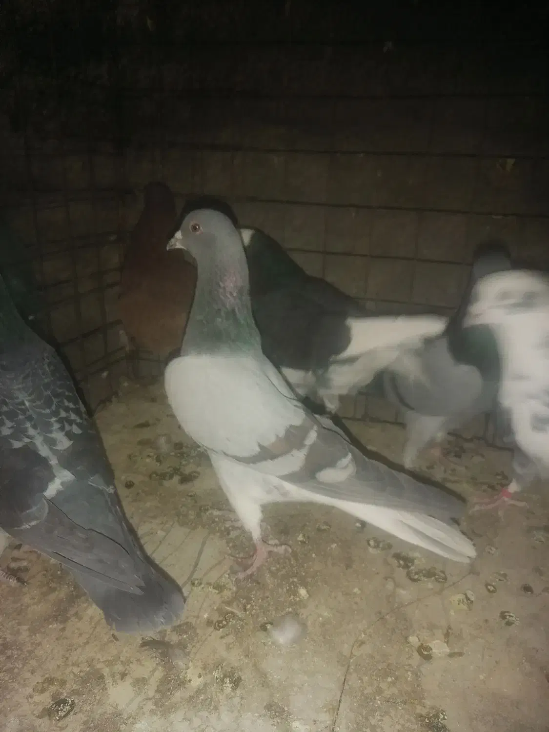 کفتر یا کبوتر|پرنده|یزد, |دیوار