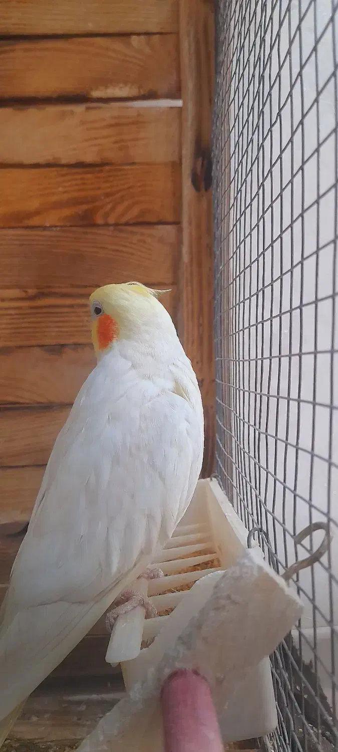 عروسهلندی|پرنده|ساوه, |دیوار