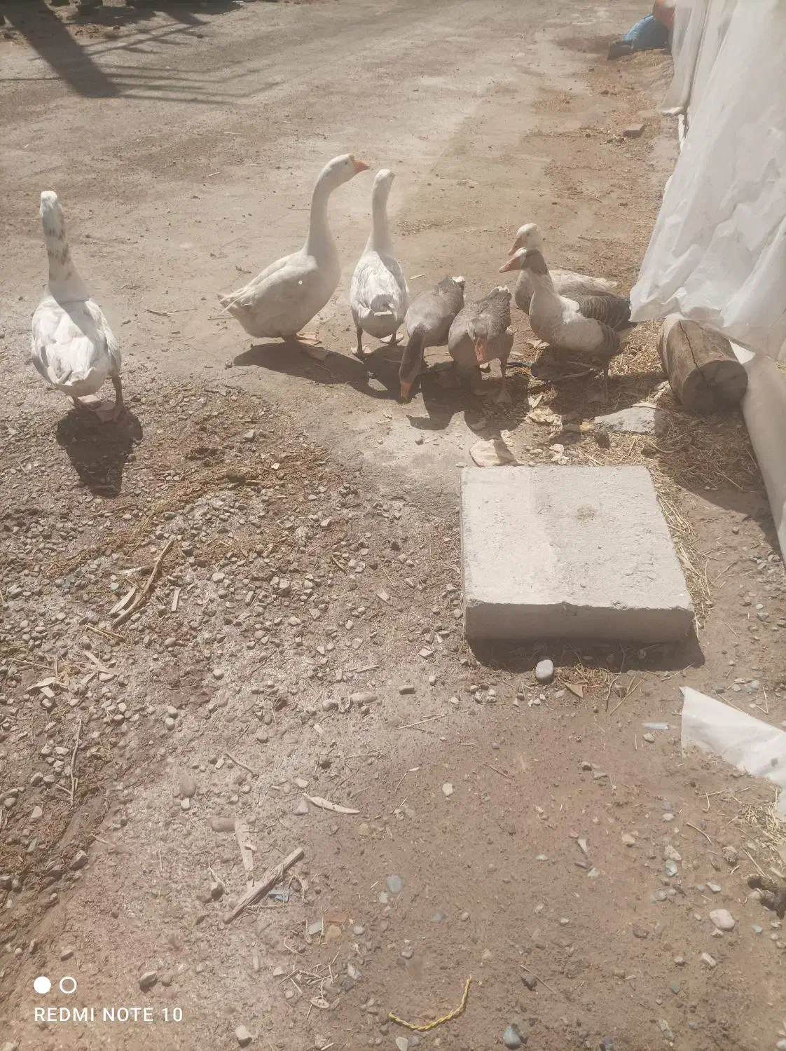 چهار عدد غاز فروشی|حیوانات مزرعه|جوادآباد, |دیوار