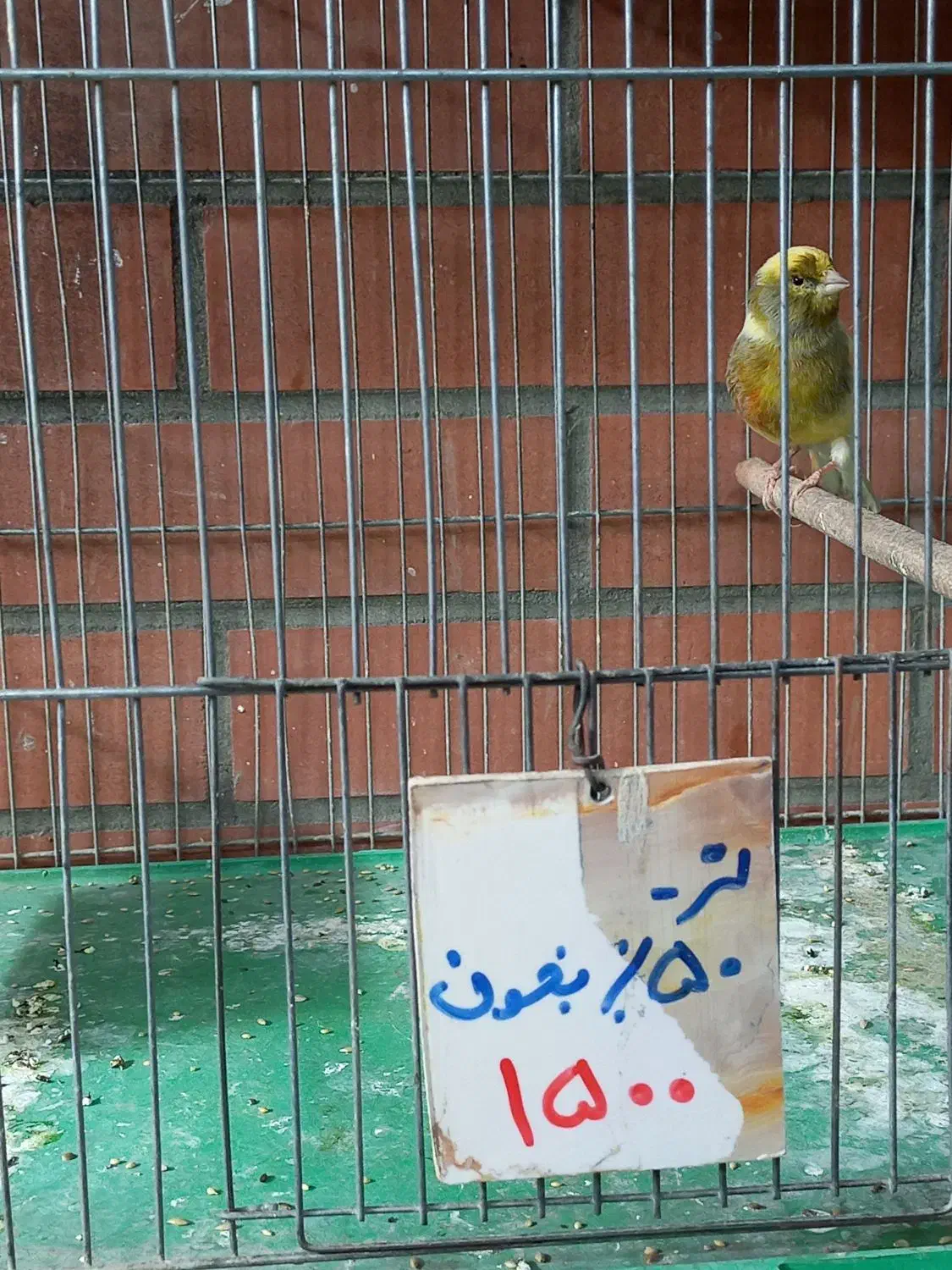 قناری نر وماده|پرنده|خمینی‌شهر, |دیوار