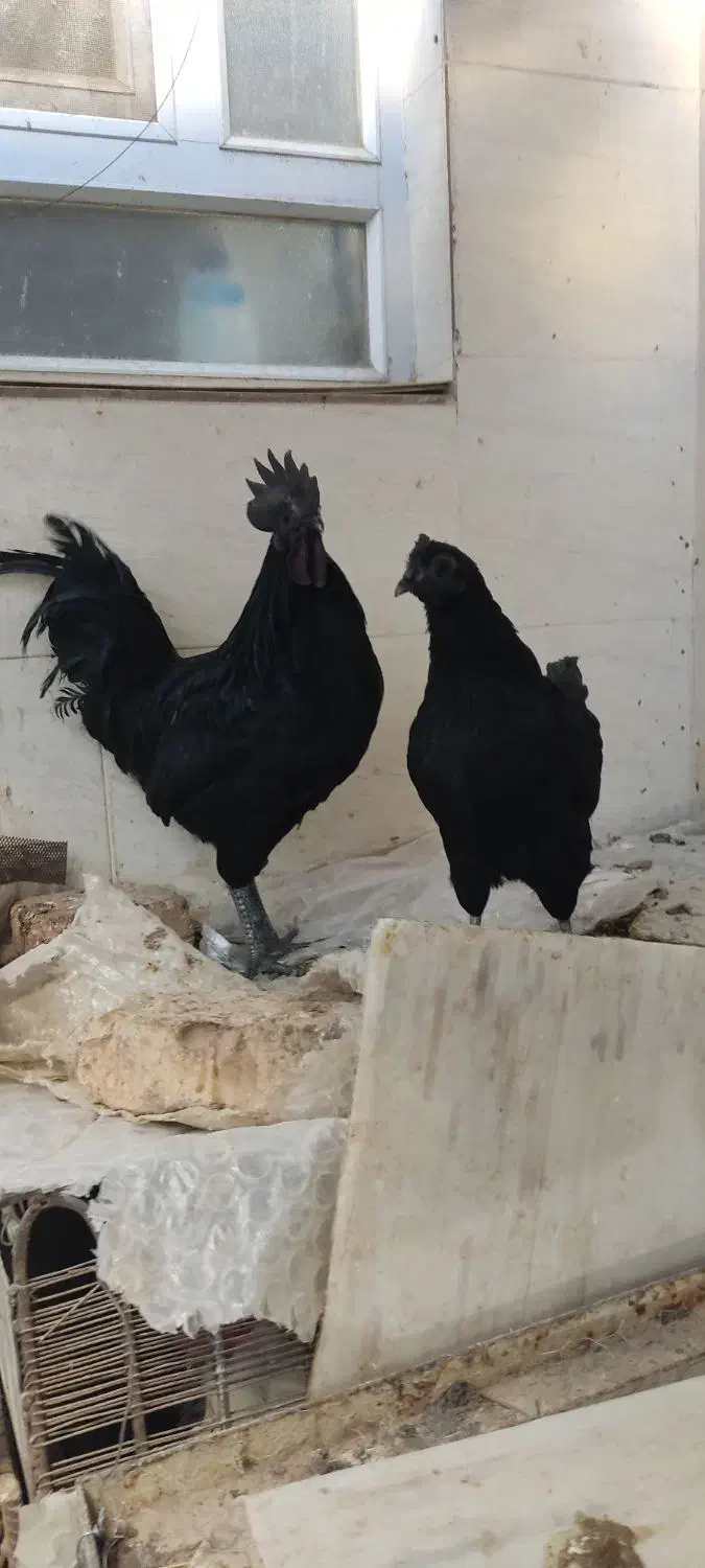 انواع جوجه و مرغ و خروس محلی و نژاد دار|حیوانات مزرعه|طبس, |دیوار