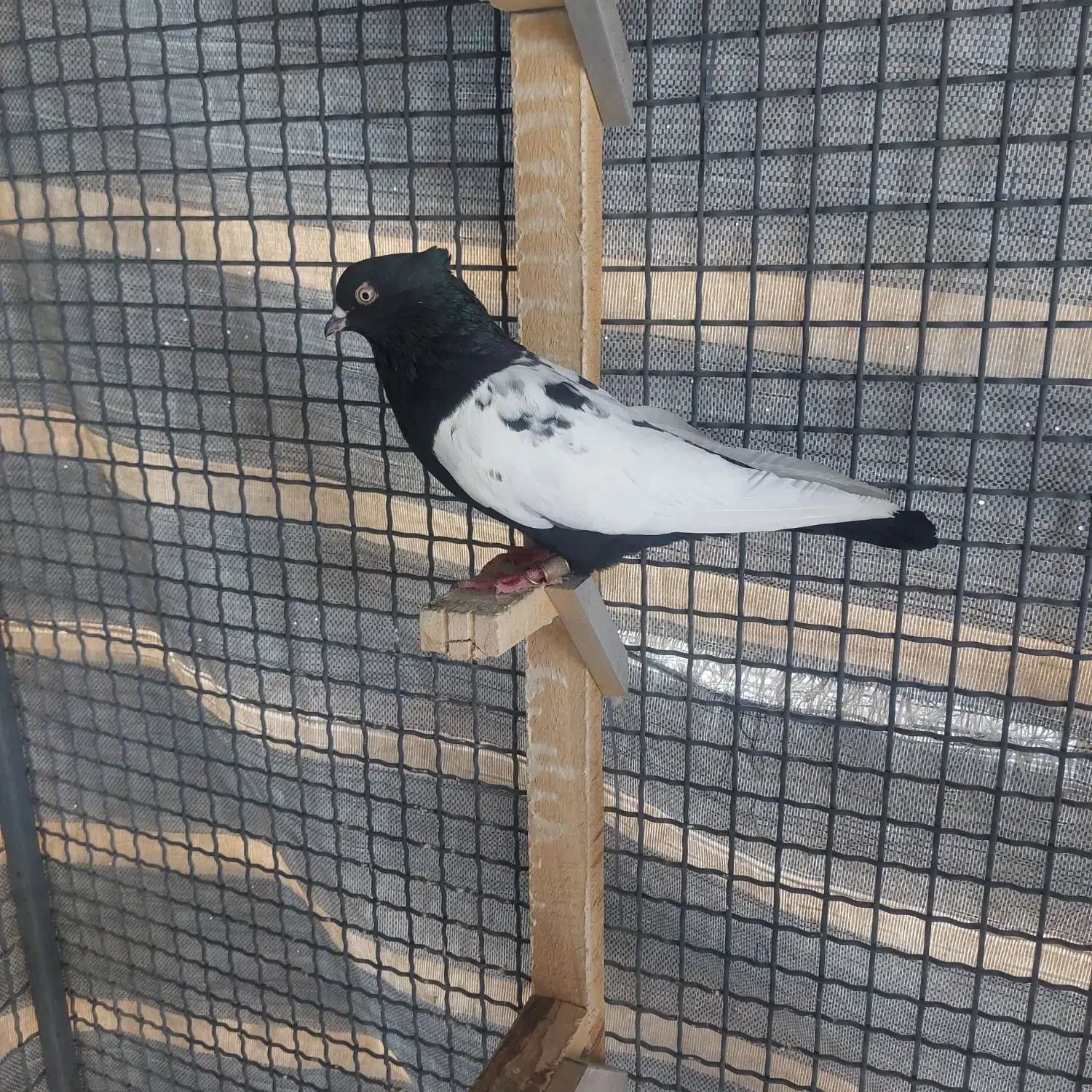 کفتر دم سفید|پرنده|مرودشت, شهرک مهدیه|دیوار