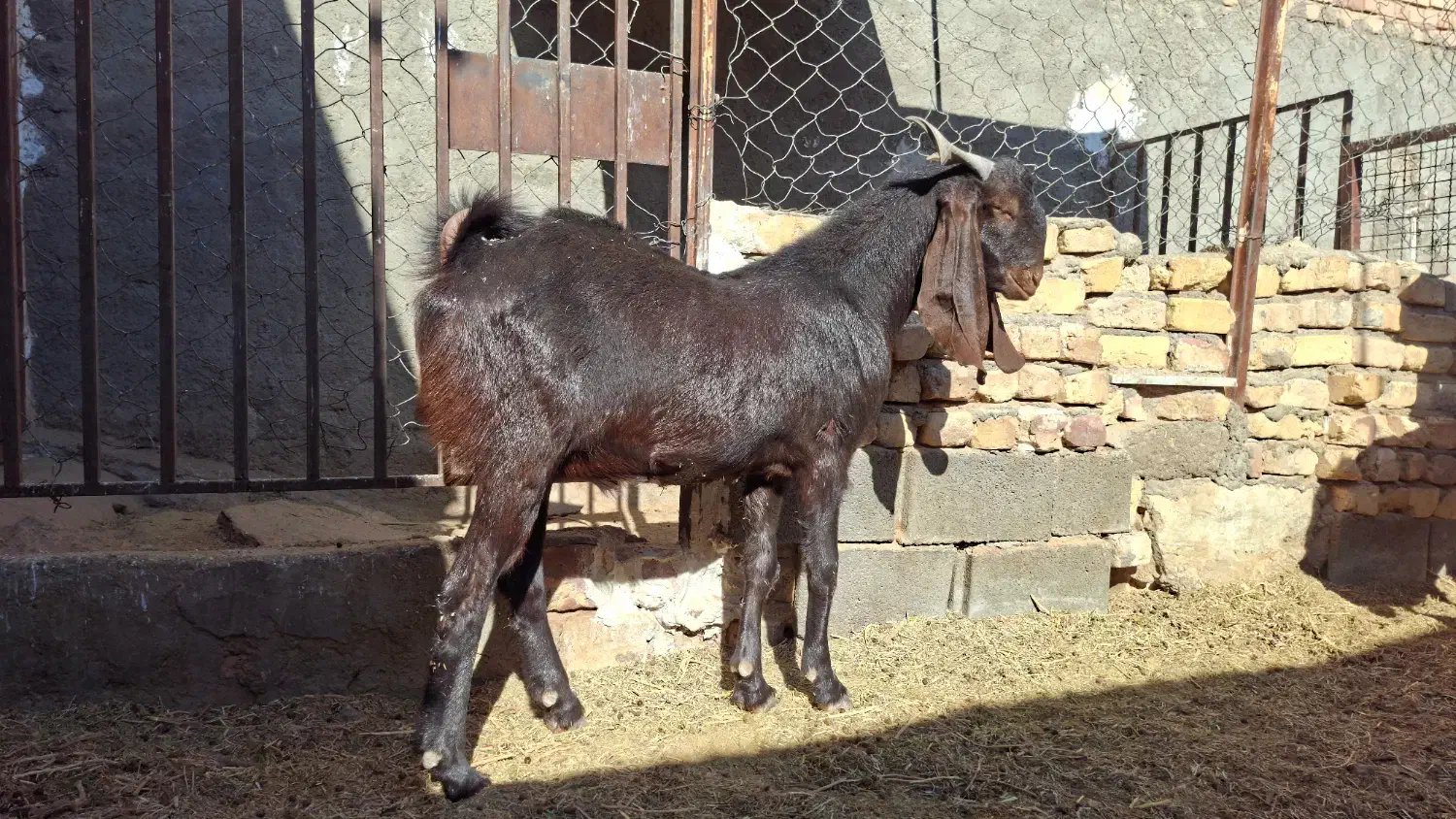 کل پاکستانی|حیوانات مزرعه|کویرات, |دیوار