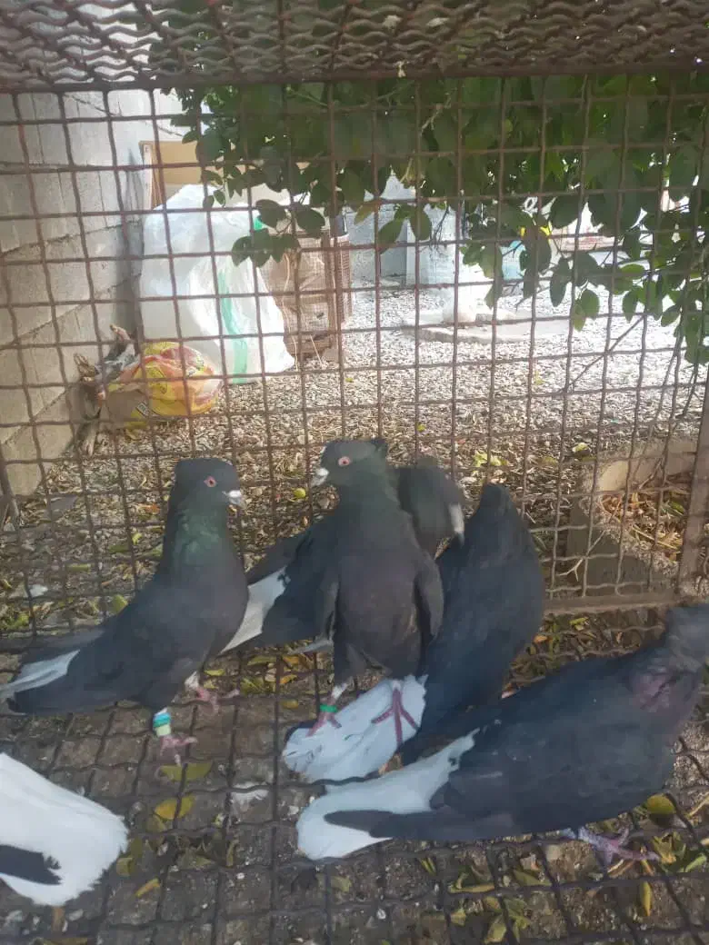 کبوتر سیاه دم سفید|پرنده|بهبهان, |دیوار