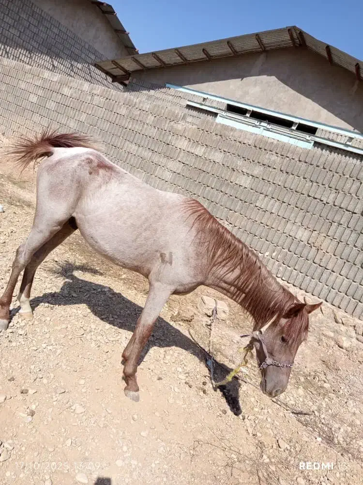 اسب ترکمن شجره دار دم گیر پرخون|اسب و تجهیزات اسب‌سواری|همایجان, |دیوار
