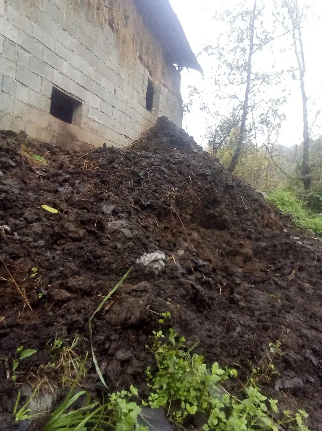 کود حیوانی خشک|خدمات باغبانی و درختکاری|رانکوه, |دیوار