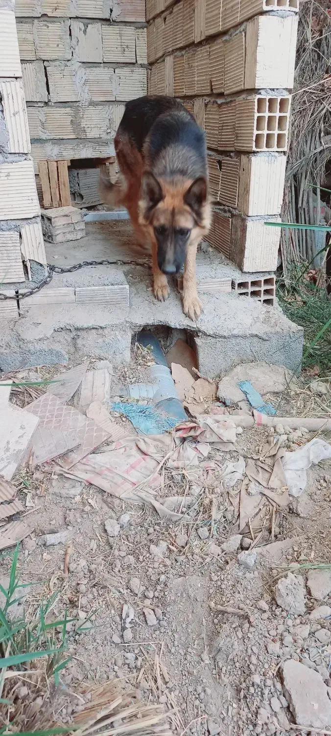 فروشی|سگ|جیرفت, |دیوار