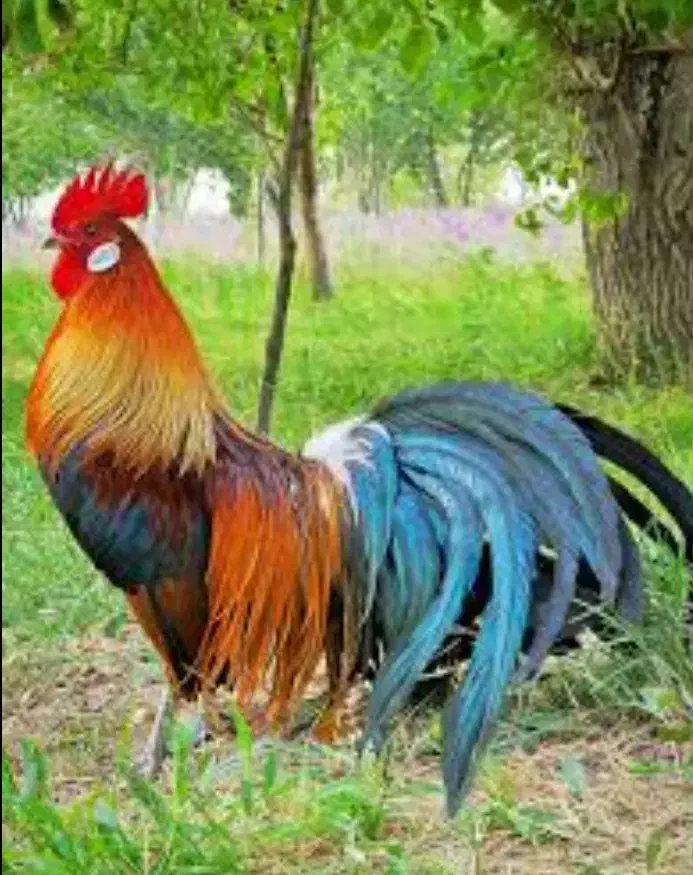مرغو خروس فونیکس قرمز|حیوانات مزرعه|حمیدیا, |دیوار