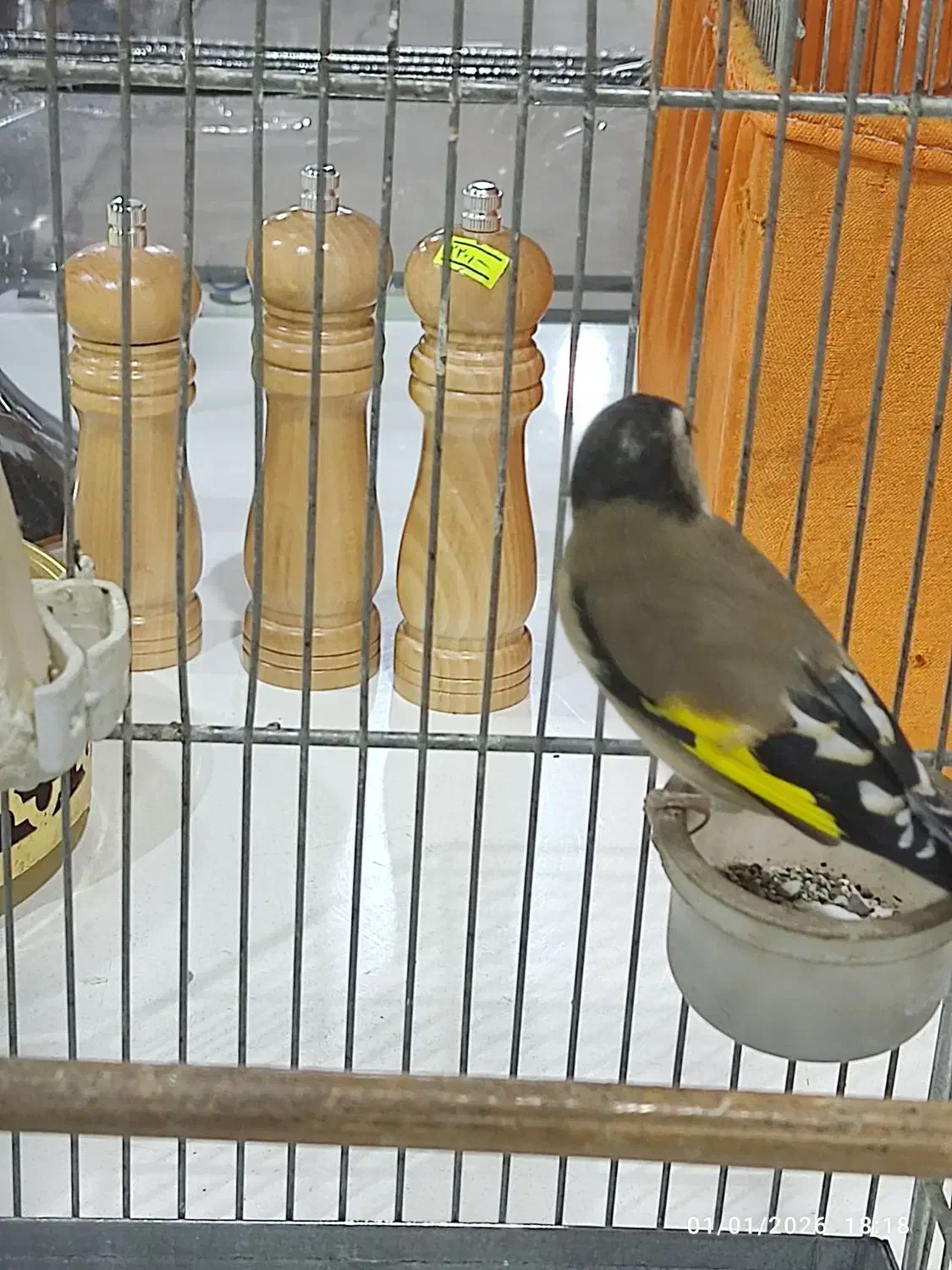 سهره نشون دار|پرنده|پاکدشت, پاکدشت (مامازند)|دیوار