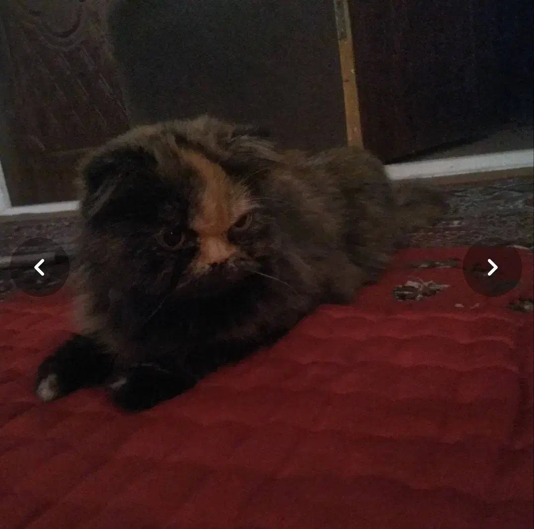 گربه پرشین کت دورنگ|گربه|زاهدان, |دیوار