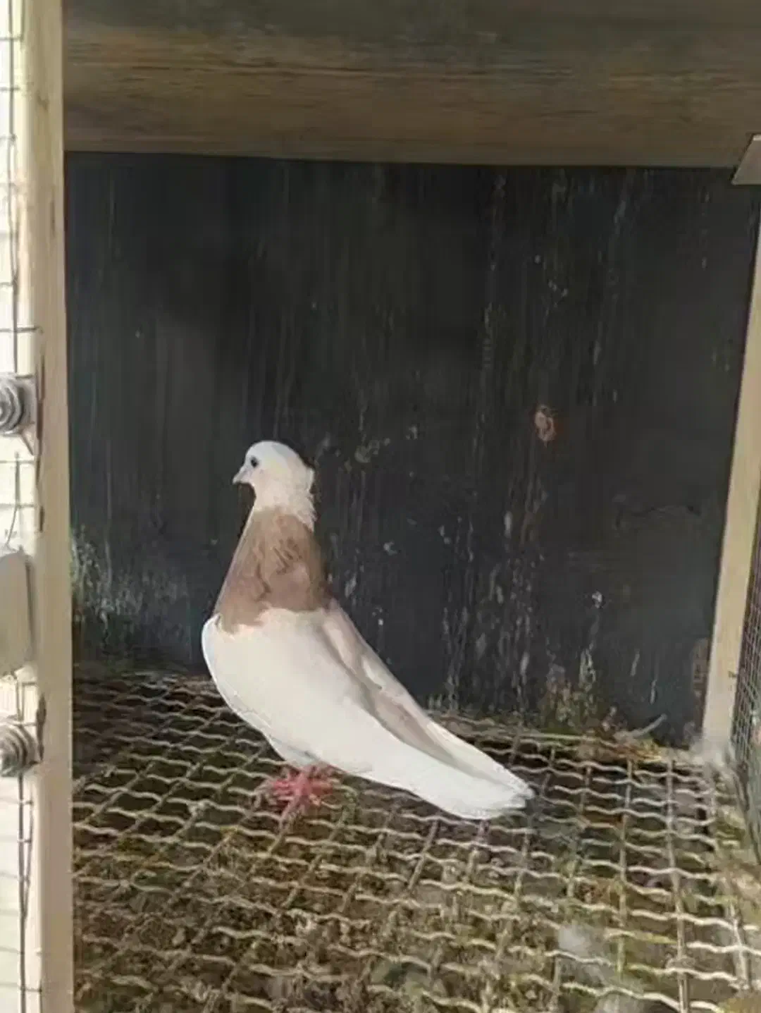 طوق سرکه ای بی نقص|پرنده|بهبهان, |دیوار