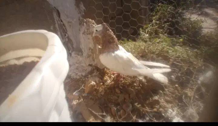 کبوتر طوقی|پرنده|یاسوج, |دیوار