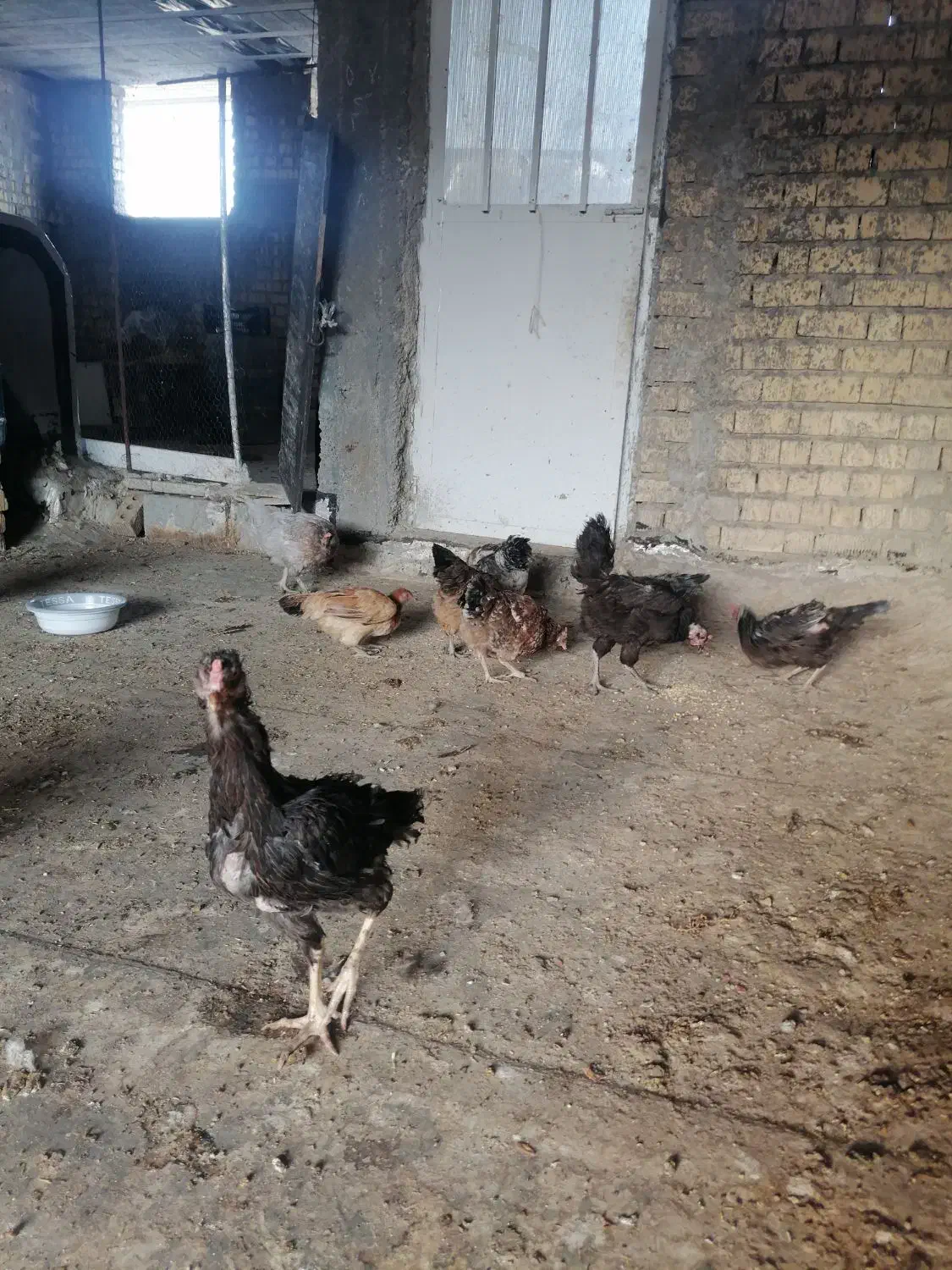 مرغ تخمگذار.|حیوانات مزرعه|شیراز, میانرود|دیوار